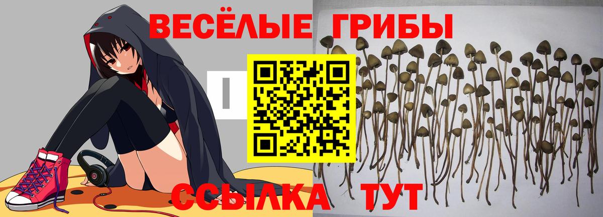 Майкоп  Псилоцибиновые грибы мицелий  Вход с VPN 